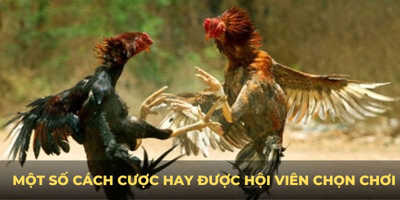 Một số cách cược hay được hội viên chọn chơi